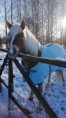 /album/kuvagalleria/img-20160213-144228-jpg/