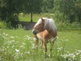 /album/kuvagalleria/img-5131-jpg/