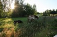 /album/kuvagalleria/img-0410-jpg/