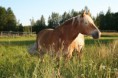 /album/kuvagalleria/img-0464-jpg/
